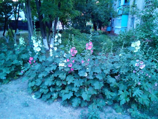 IMG_20180613_202230.jpg