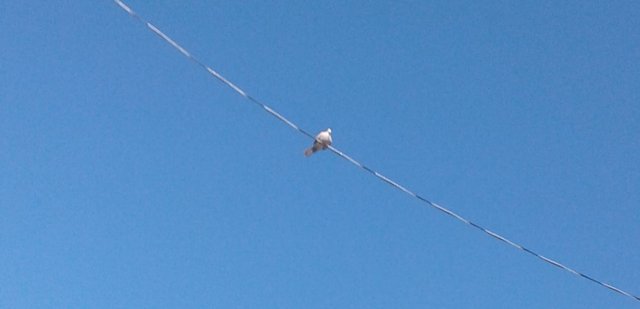 20180412_085926bird.jpg