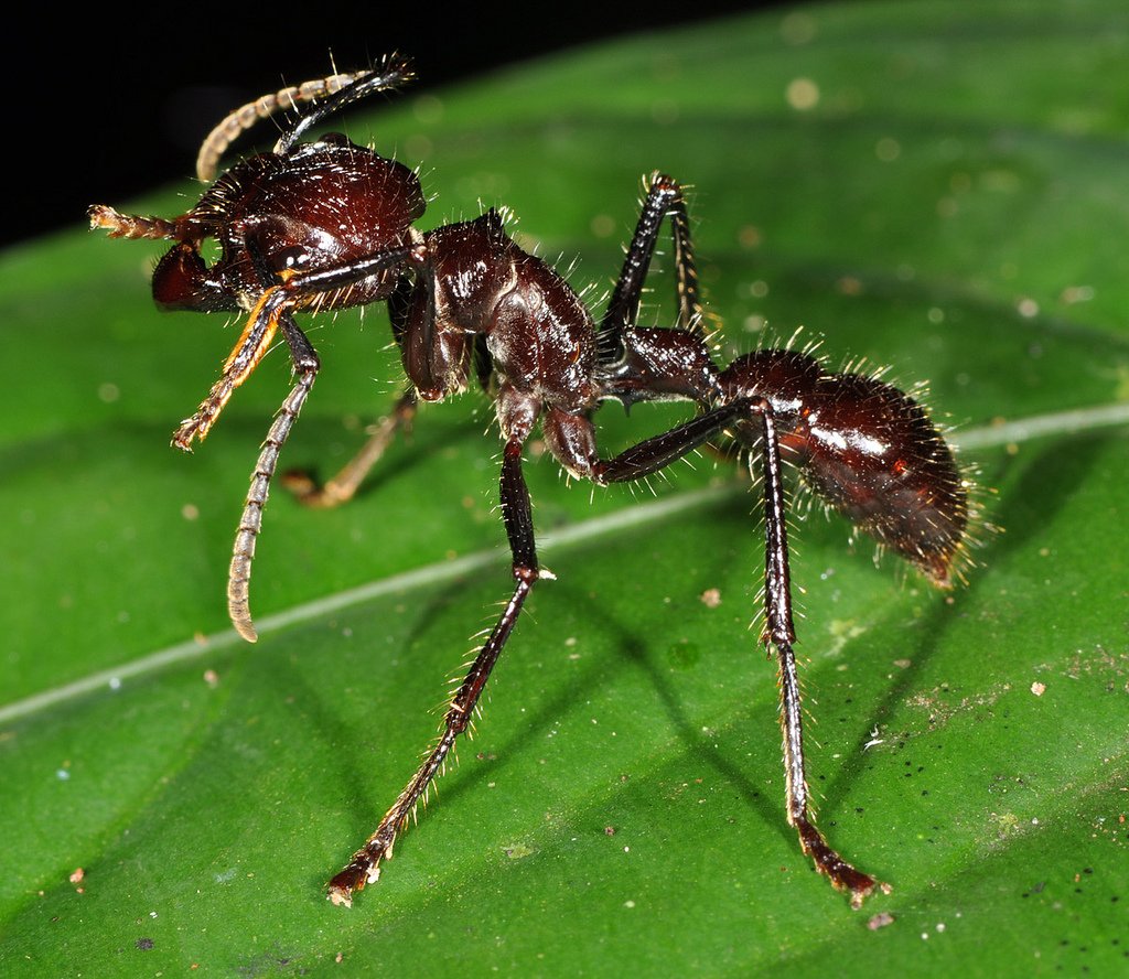 Насекомые ком. Paraponera clavata. Тропические муравьи Paraponera clavata. Paraponera clavata укус. Муравей пуля.