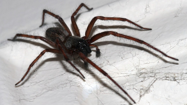 Badumna insignis Black house spider Bedroom 2018-01-04 n1.jpg