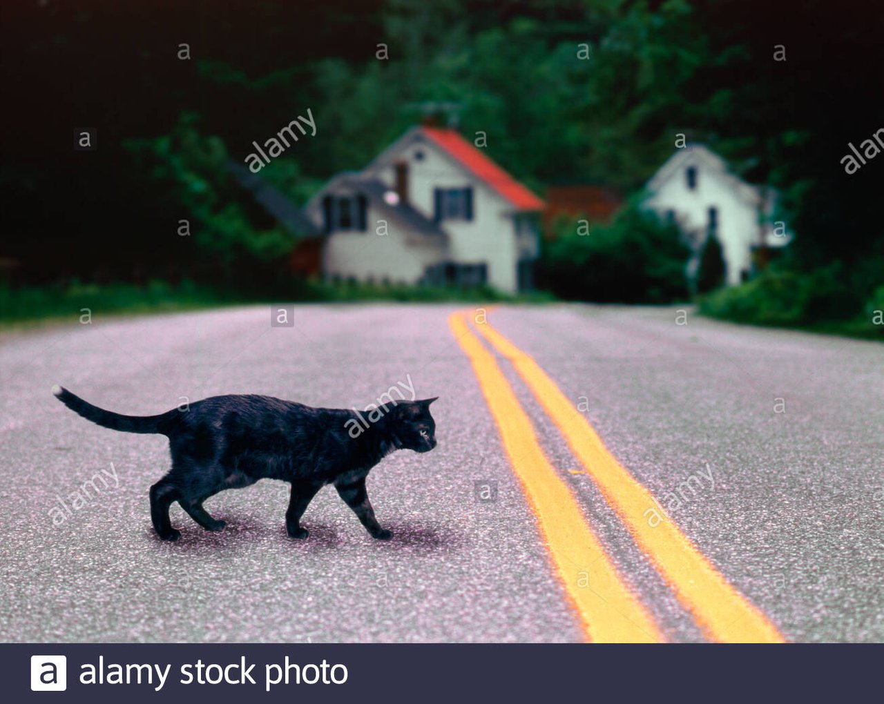 Перебежала черная кошка что делать