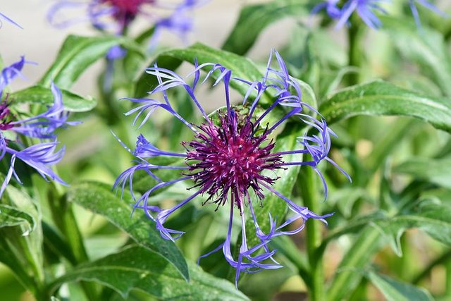 alpine-cornflower-3411356__480.jpg