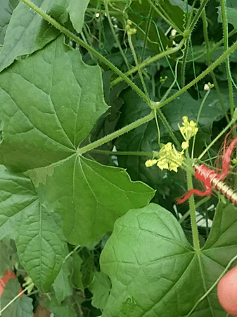 curry leaf plant seeds Curry Leaf Plant Seeds for Planting -Heirloom & Non-GMO Garden Seeds 500 pcs main image 0
