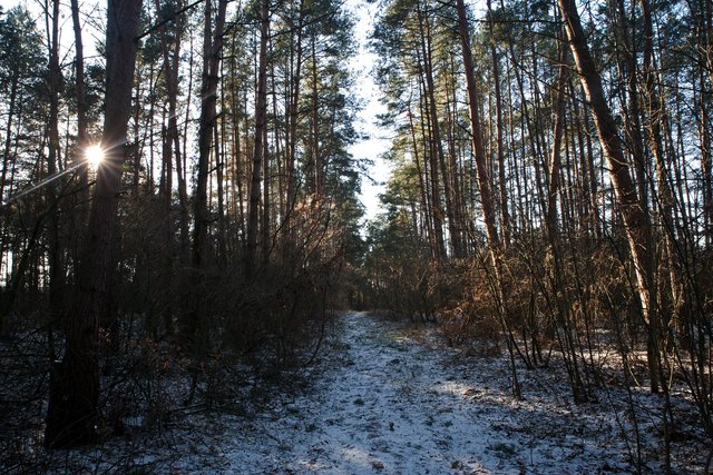 glinianki woods winter 1.jpg