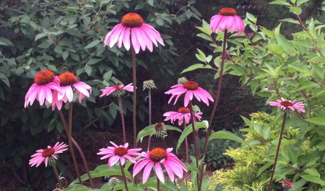 Purple Cone Flowers 2014.jpg