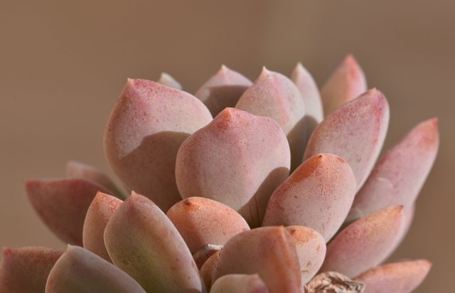 Echeveria pink no ID 2.jpg