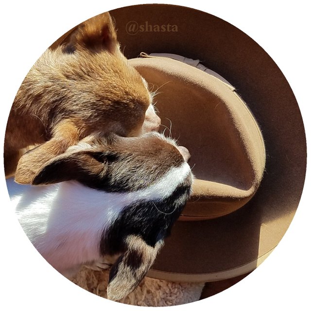 shasta2019april10th47doghat3io.jpg
