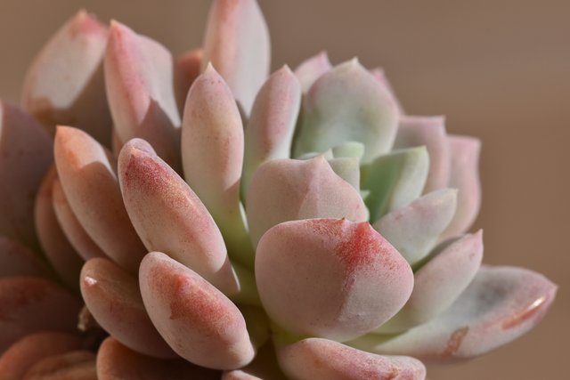 Echeveria pink no ID 3.jpg