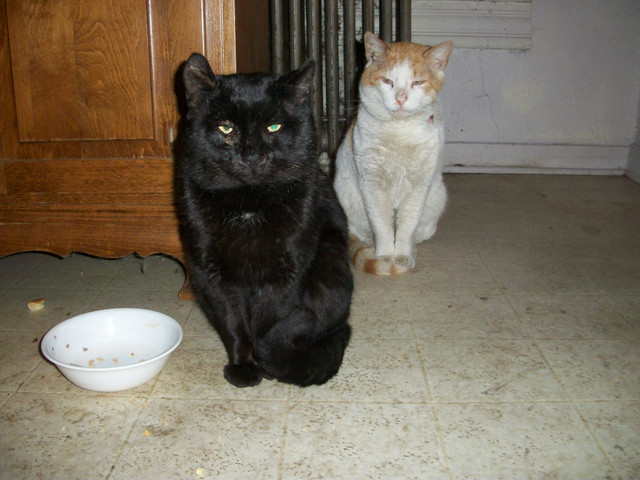 Reddy&Blacky 2.10.18 001.jpg