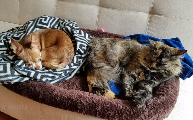 shasta2018may19th47caturday3io.jpg