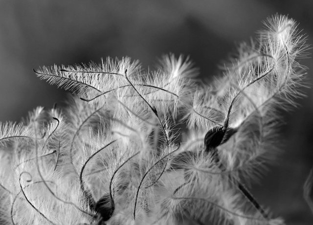 fluffy seeds park bw 3.jpg