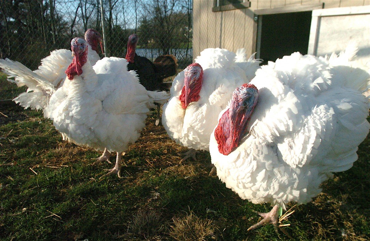 thanksgiving indians happy turky day turkey oatmeal joey arnold oja oregon usa america infowars