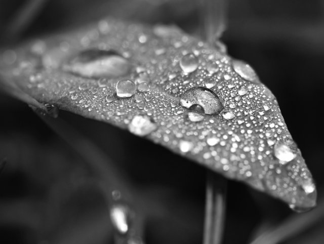 waterdrops macro bw  2.jpg