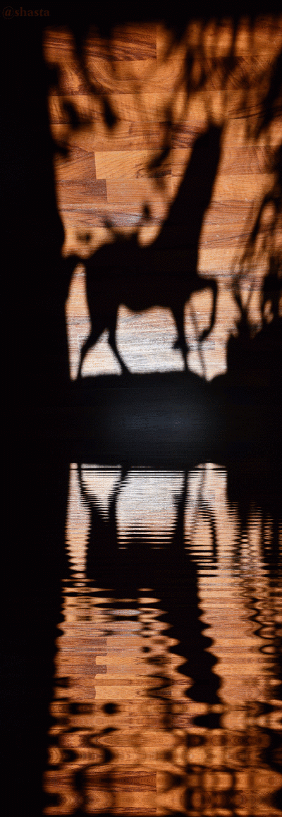 shasta2019april17th47horse11io.gif