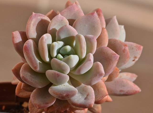 Echeveria pink no ID 4.jpg