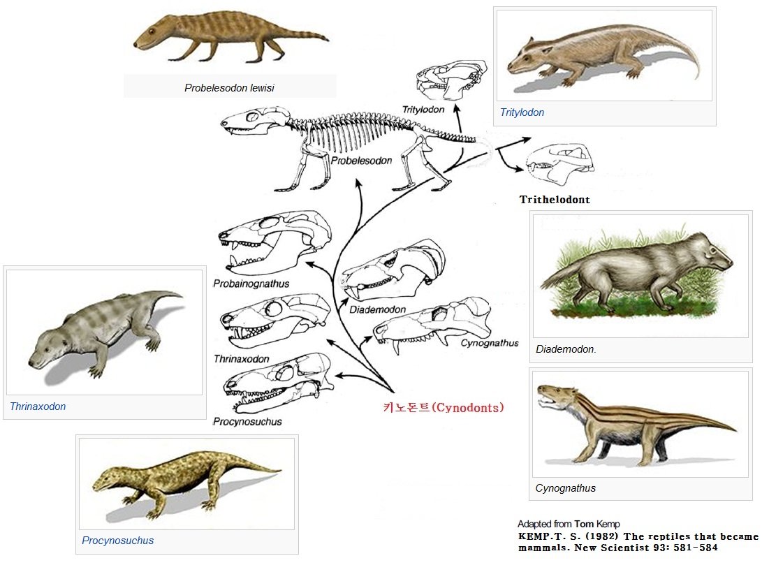Звероподобные пресмыкающиеся. Цинодонты мезозоя. Эволюция зверозубой рептилии. Предки млекопитающих зверозубые ящеры. Зверозубый ящер.