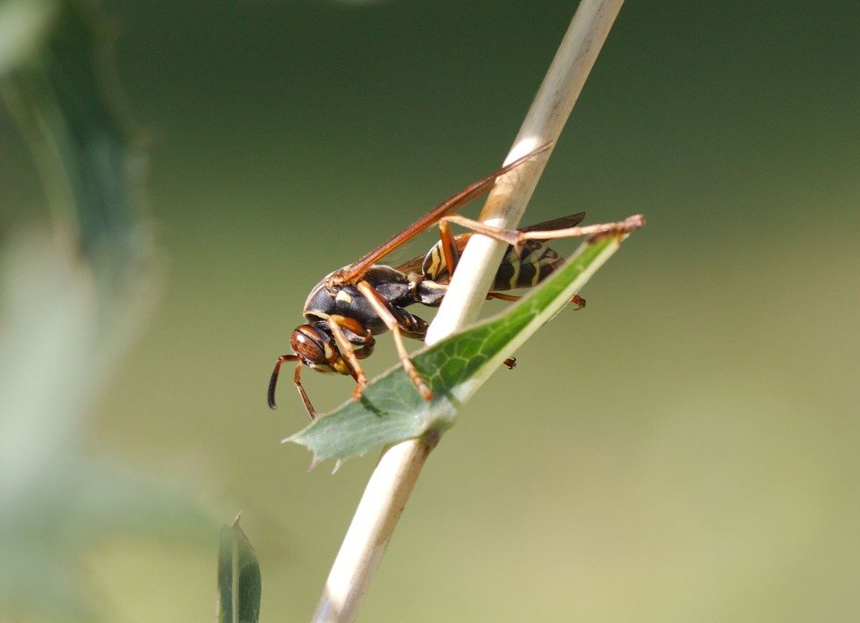 4,586 Yellow Vest Isolated Stock Photos - Free & Royalty-Free Stock Photos from 