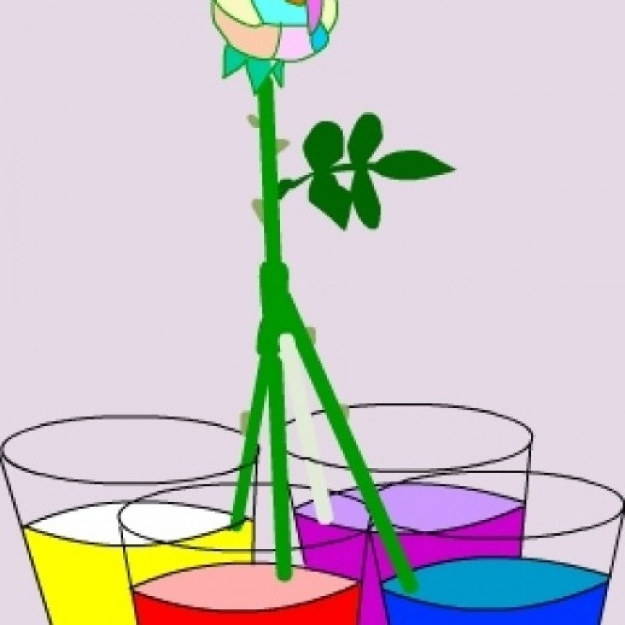 Цветы пьют воду. Эксперименты с растениями. Эксперименты с растениями для детей. Эксперимент с цветами. Опыты с окрашиванием растений.