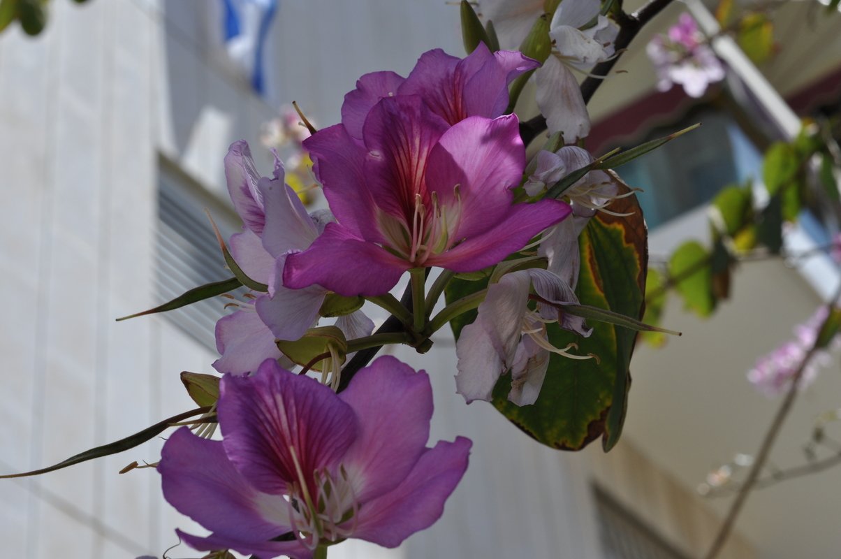Баухиния. Баухиния орхидейное дерево. Баухиния пурпурная орхидейное дерево. Баухиния орхидейное дерево Гавриш. Баухиния орхидейное дерево семена.