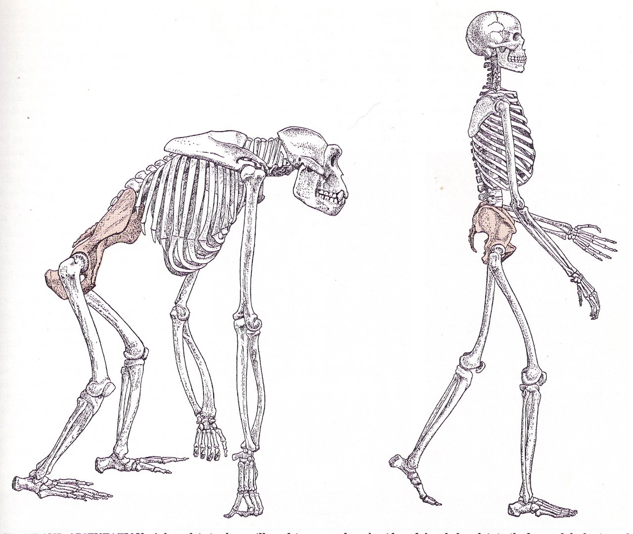 хомо сапиенс хоб хабилис. хомо хабилис австралопитек. прямохождение у человекообразных обезьян. австралопитек прямохождение. прямохождение обезьяны.