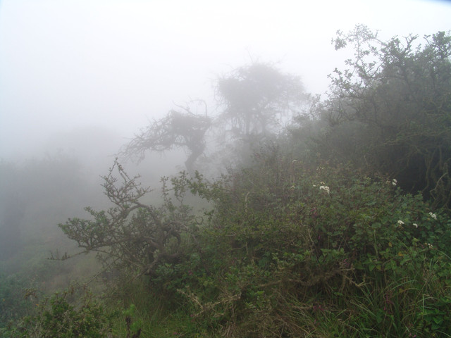 A_fog_oasis_at_the_Atiquipa_Lomas,_Peru Dr. Luis Balaguer 3.0 Unported.jpg