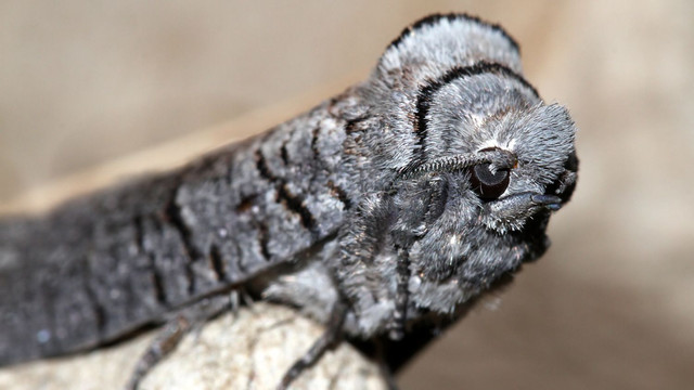 Insects Lepidoptera Cossidae Culama australis MV BY Tas 2018-01-06.jpg