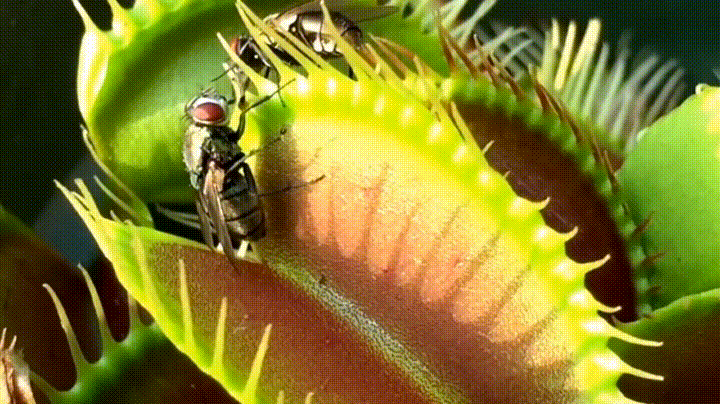 Venus flytrap in action. 