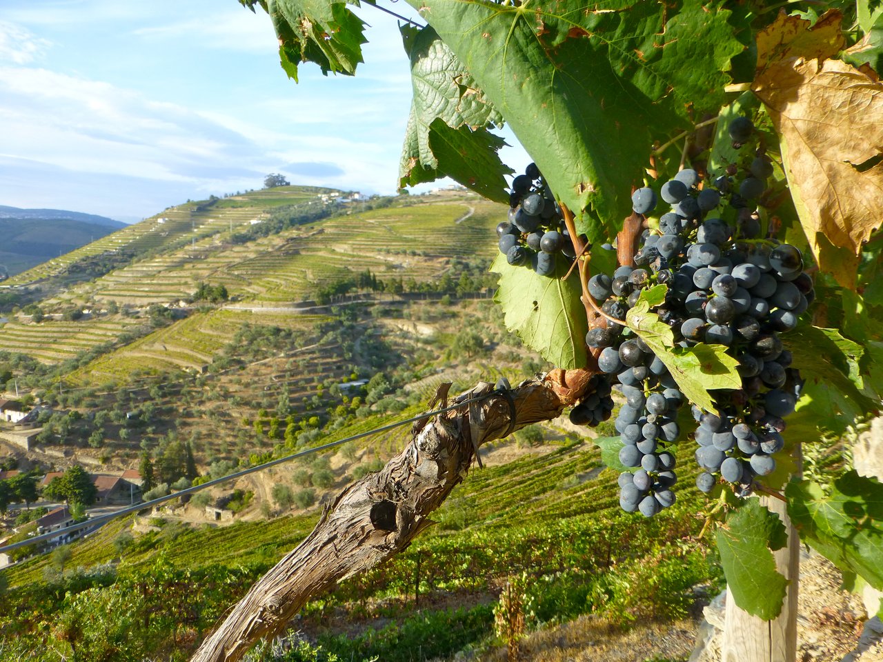 Винодельня Португалия