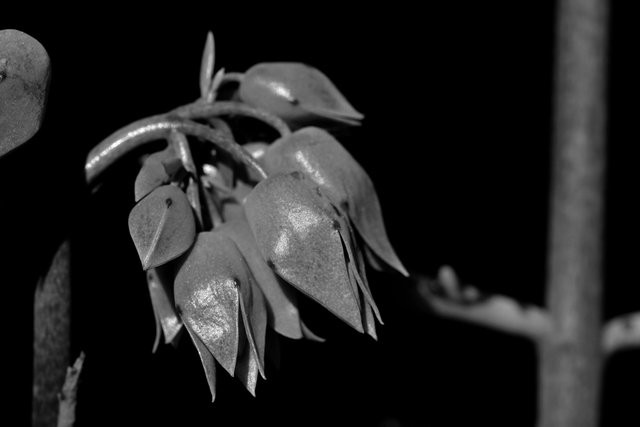 Kalanchoe Lucky bells buds 2 bw.jpg