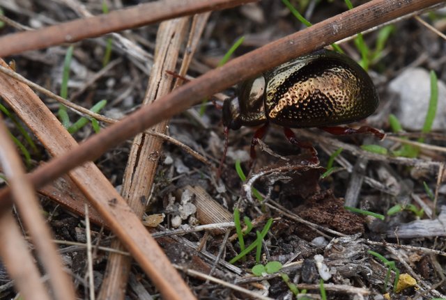 copper beetle Chrysolina banksi 1.jpg