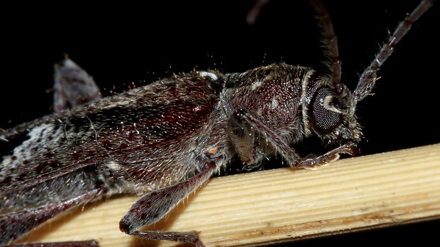 Cerambycidae BY Tas 2018-01-19 n4.jpg