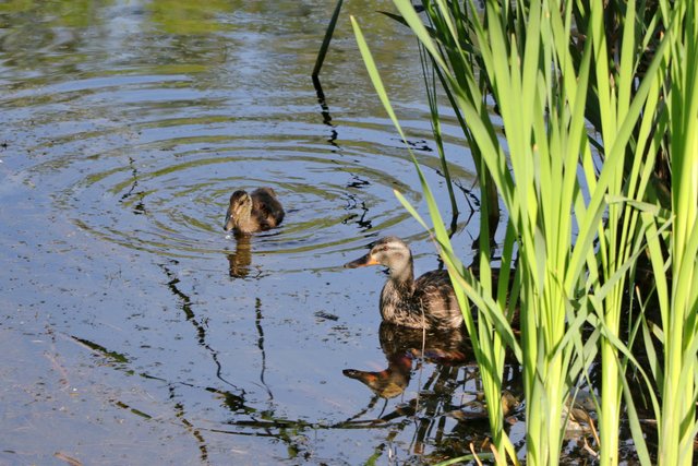 2E5A2451 Mallard Mother and Baby2.jpg