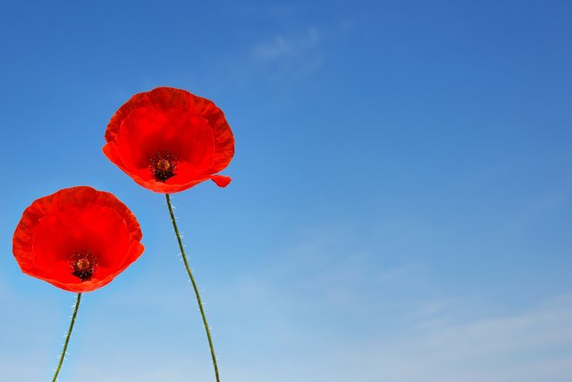 a-couple-of-poppy-flowers-g3115d8a02_1920.jpg