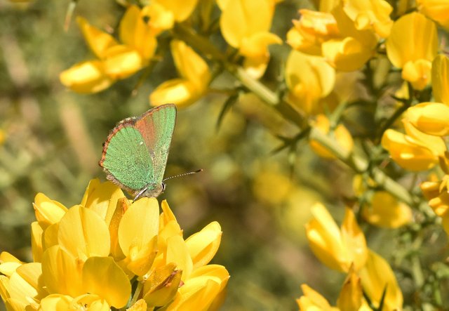 Green hairstreak butterfly ulex 1.jpg