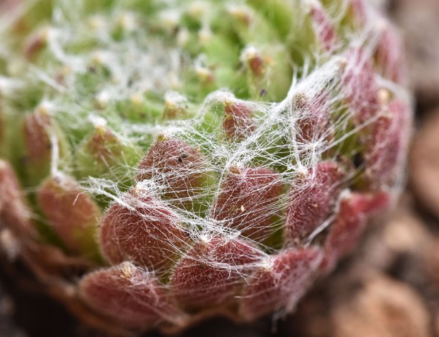 Sempervivum arachnoideum macro hair.jpg