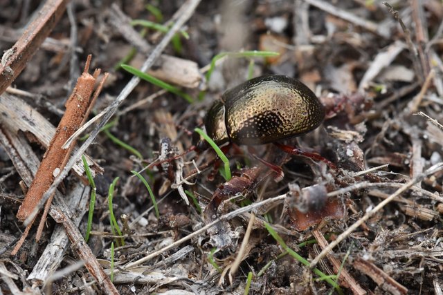 copper beetle Chrysolina banksi 2.jpg