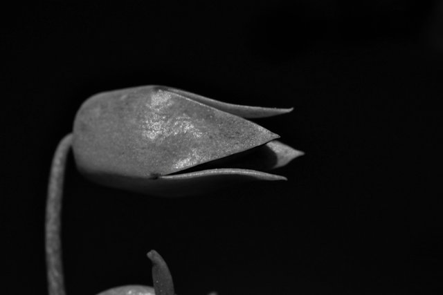 Kalanchoe Lucky bells buds 3 bw.jpg