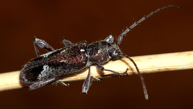 Cerambycidae BY Tas 2018-01-19 n1.jpg