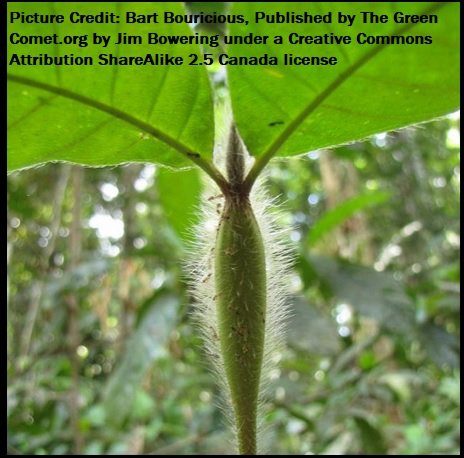 Duroia hirsuta cutting w ants 2.5 canada.jpg
