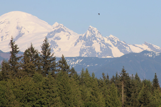 mtbakerbird.jpg