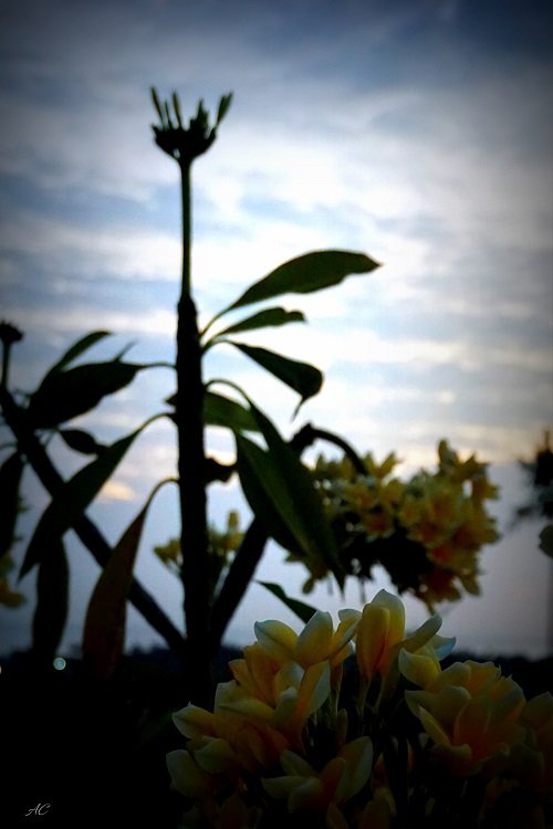 DSC03519b-i.jpg