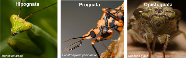 Morfología Externa de los Insectos. — Steemit