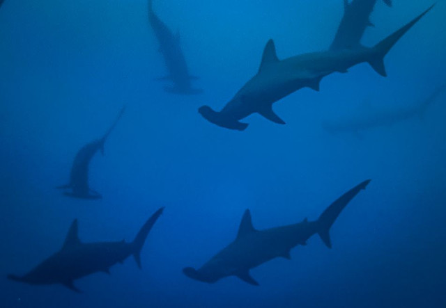 hammerheads.jpg