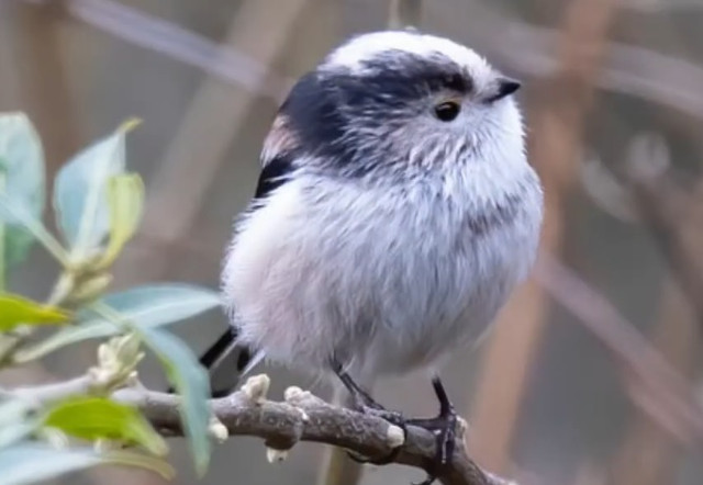 pájaro.jpg