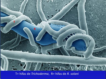 Trichoderma.png