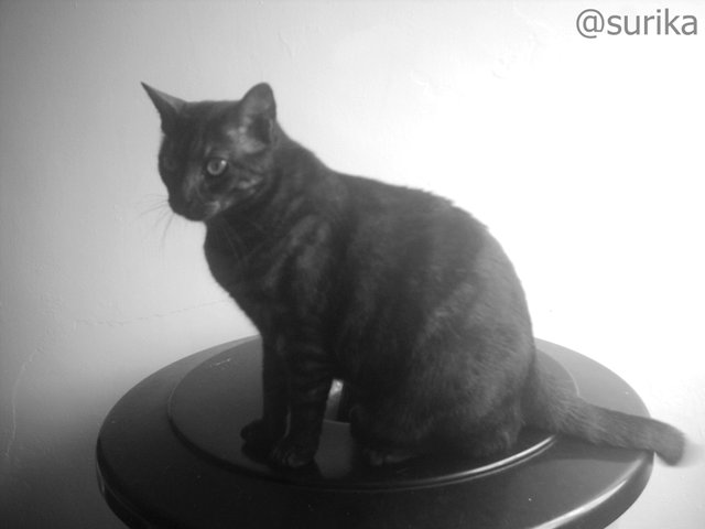 gata lucy.jpg