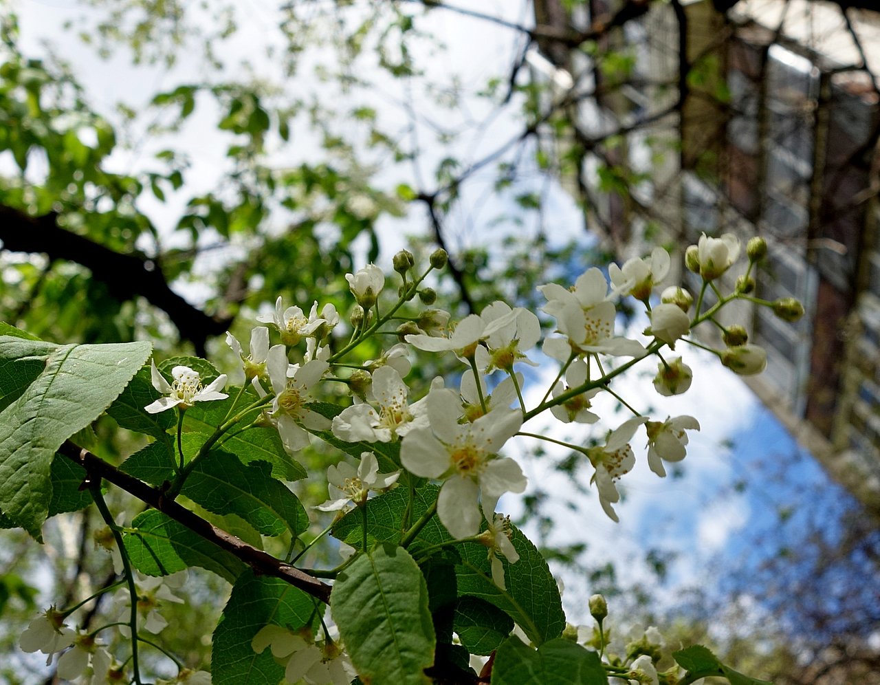 Черемуха после цветения фото