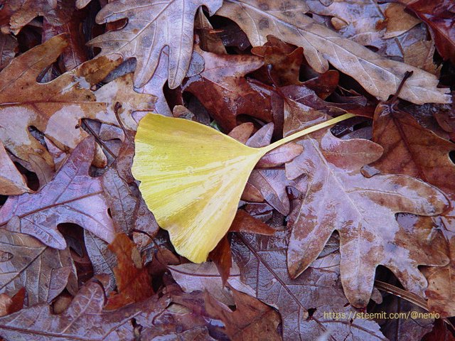 fall-ginkgo.jpg