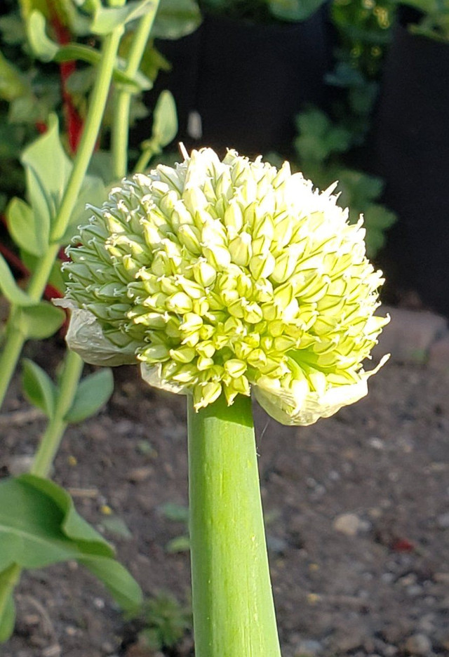 OnionFlower .jpg