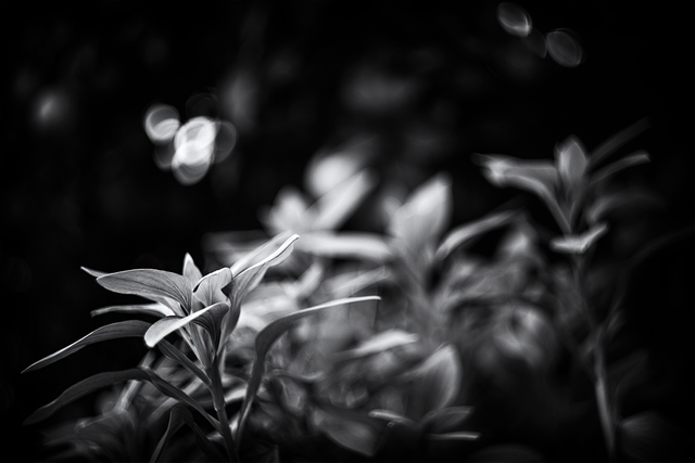 DSC01559-ST.png